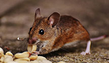 24 Hour & Emergency Exterminators in Samburg, TN